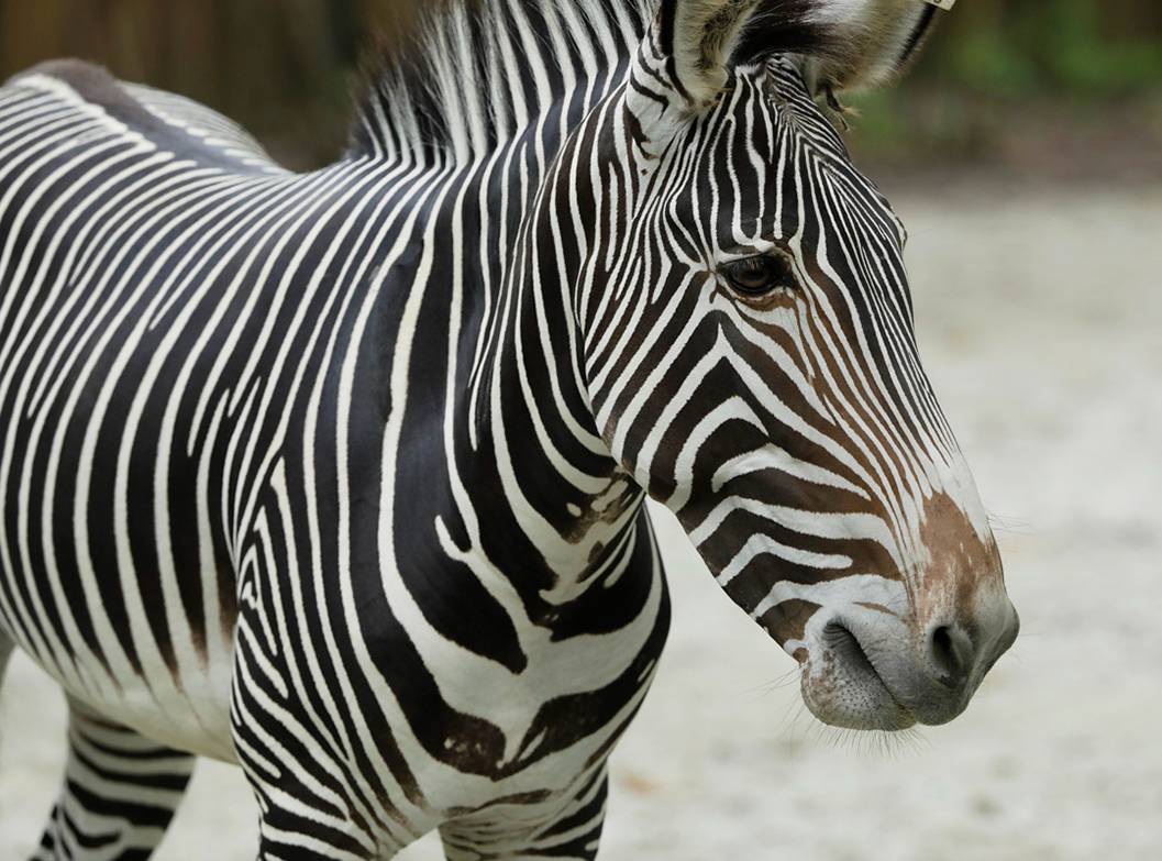 Zebra 1057X783